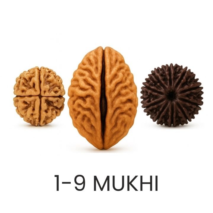 Rudraksh 1 9 Mukhi
