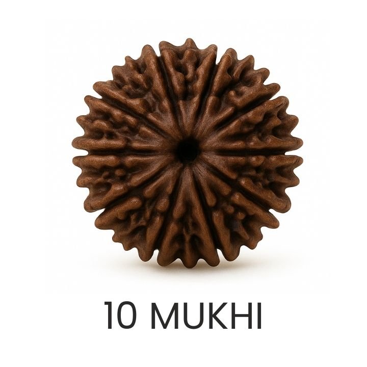 Rudraksh 10 Mukhi