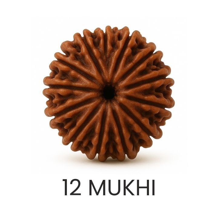 Rudraksh 12 Mukhi