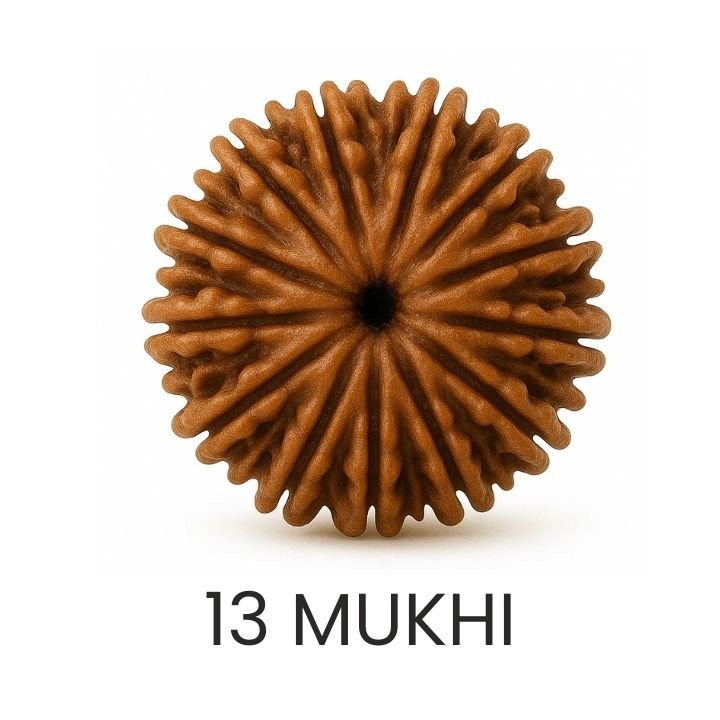 Rudraksh 13 Mukhi