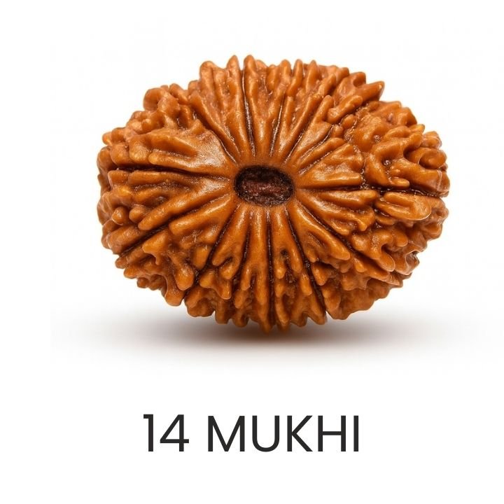 Rudraksh 14 Mukhi