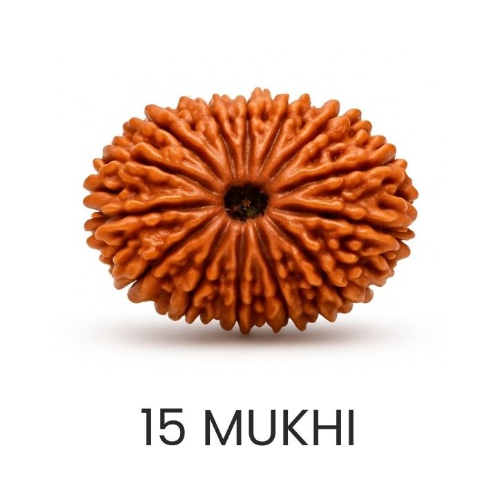 Rudraksh 15 Mukhi