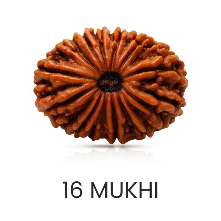 Rudraksh 16 Mukhi