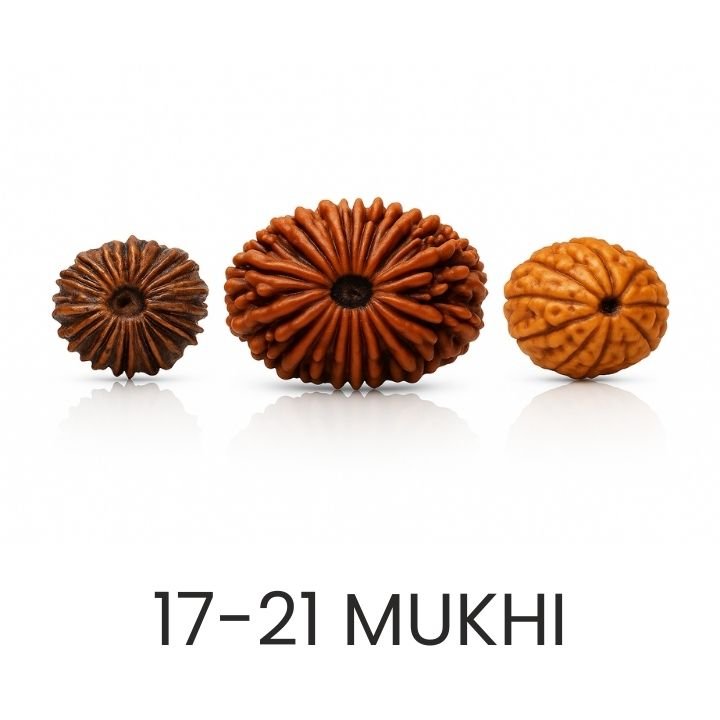 Rudraksh 17 21 Mukhi